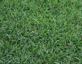 Zoysia grass