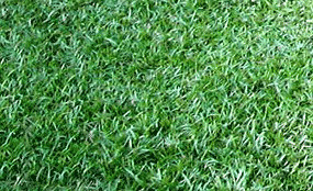 Centipedegrass